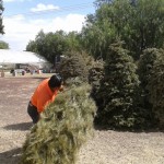 Habilitan 160 centros de acopio de árboles de Navidad en todo el país